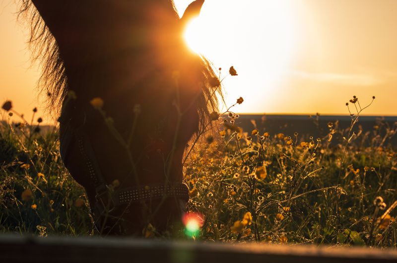 Canicule : 12 conseils pour assurer le confort de votre cheval en été