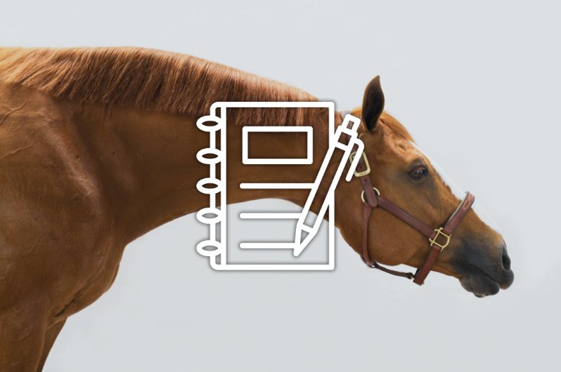 Comment enregistrer son cheval auprès de la FFE ?
